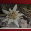 troc de troc carte " edelweiss des alpes " & son enveloppe blanche image 0