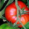 troc de troc 96 - tomate grosse a grappe graines image 1