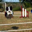 troc de troc cours d'agility & education canine image 0