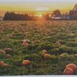 troc de troc cartes postales paysages image 0