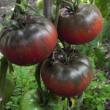 troc de troc 103 - tomate russe graines image 0
