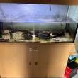 troc de troc tortue sternotherus carinatus et meuble + aquarium image 2