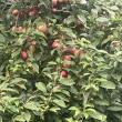 troc de troc prunes sauvage image 0