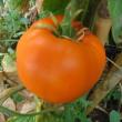 troc de troc 101 - tomate queen orange graines image 0