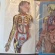 troc de troc anatomie humaine – aspects, proportions, rapports image 2