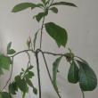 troc de troc plantes avocat image 1