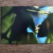 troc de troc carte "flow". image 1