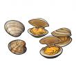 troc de troc recherche coquillages creux image 1