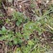 troc de troc menthe autre variété image 0