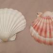 troc de troc 2 coquilles saint jacques image 0