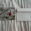 troc de troc carte "branche sous la neige & le givre" + son enveloppe blanche image 1