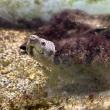 troc de troc tortue sternotherus carinatus et meuble + aquarium image 1