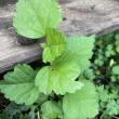 troc de troc plant d’althéa image 0