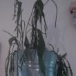troc de troc boutures plantes grasses (b) image 1