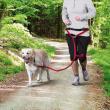 troc de troc harnais maitre + laisse - cani-cross image 0