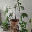 troc de troc plantes avocat image 2