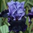 troc de troc recherche jolis iris pour mon jardin image 2