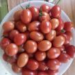 troc de troc tomate cerise image 2
