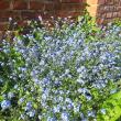 troc de troc graines de myosotis image 0