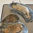 troc de troc recherche coquillages creux image 1