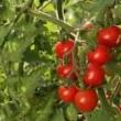 troc de troc 38 - tomate cerise graines image 1