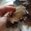 troc de troc 15 feuilles de chêne préservées image 2