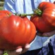 troc de troc 82 - tomate geante italienne graines image 1