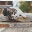 troc de troc carte postale chat européen allongé papier glacé brillant image 0