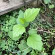 troc de troc plant d’althéa image 2