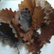 troc de troc 15 feuilles de chêne préservées image 0