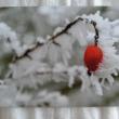 troc de troc carte "branche sous la neige & le givre" + son enveloppe blanche image 0