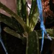 troc de troc aloe verra image 1