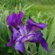 troc de troc iris bleue violacée image 0
