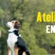 troc de troc cours d'agility & education canine image 1