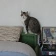 troc de troc cage de transport pour mon chat tigri image 0