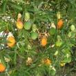 troc de troc passiflore - fruits de la passion image 1
