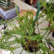 troc de troc j adore les plantes, échange, entretien... image 1
