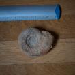 troc de troc fossile d’ammonite environ 8cm. image 1