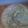 troc de troc fossile d’ammonite environ 8cm. image 2