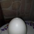 troc de troc diffuseur / brumisateur image 2