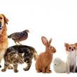 troc de troc garde d'animaux image 0