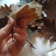 troc de troc 15 feuilles de chêne préservées image 1