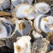 troc de troc recherche coquillages creux image 2