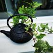 troc de troc plantes image 0