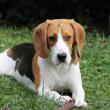 troc de troc cherche gardes régulières chien (beagle) en semaine 91 image 0