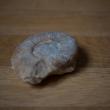 troc de troc fossile d’ammonite environ 8cm. image 0