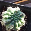 troc de troc cactus image 1