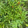troc de troc piment bio fort de mon potager image 0