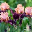troc de troc recherche jolis iris pour mon jardin image 1