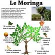 troc de troc graine de moringa lot _10 image 1